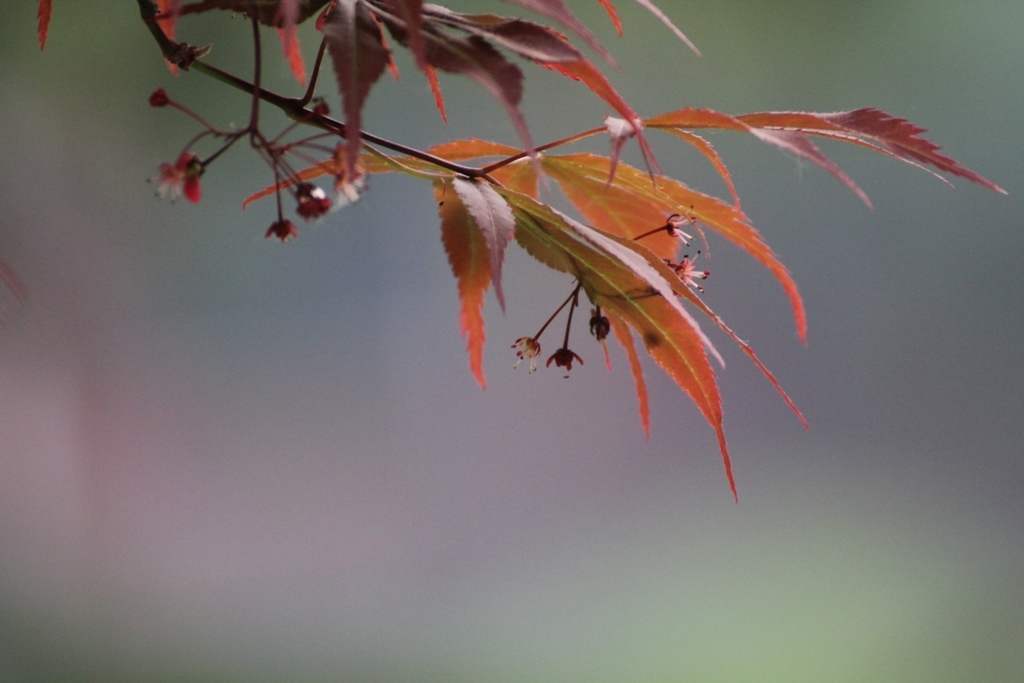 季節はずれの紅葉 Vol.３