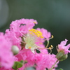「サルスベリ」の花・・・2