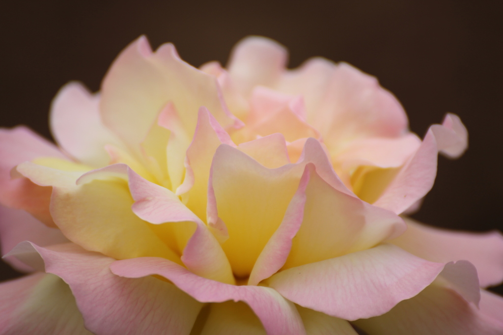 薔薇