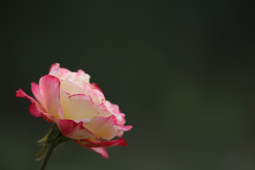 秋薔薇(^_^)