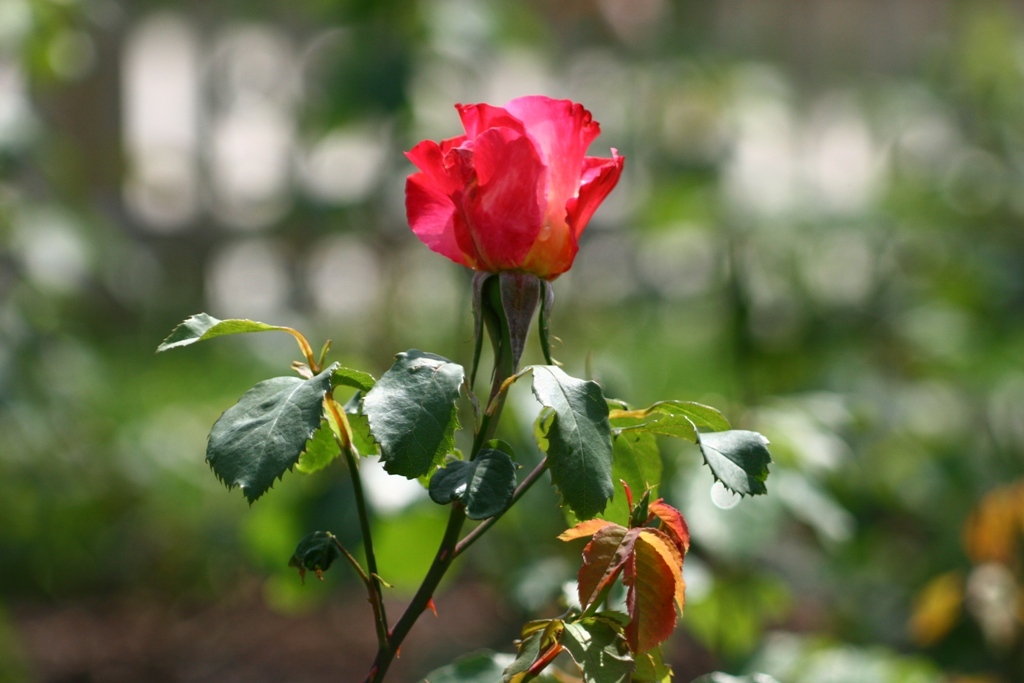 薔薇Vol.１