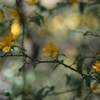 FD100mm F2.8 S.S.C.・・・⑦