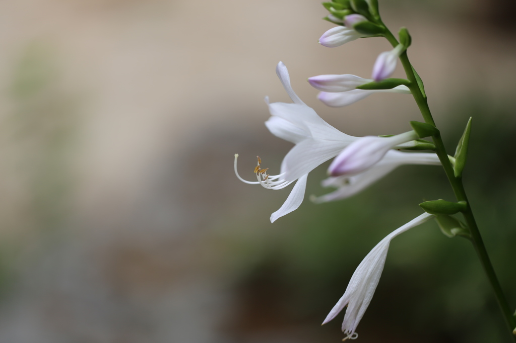 この花は？・・・第３弾