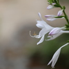 この花は？・・・第３弾