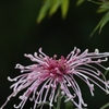 菊花展 其の十四