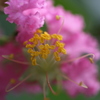 「サルスベリ」の花・・・1