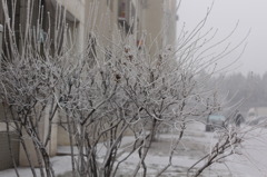 凍る木々（２）