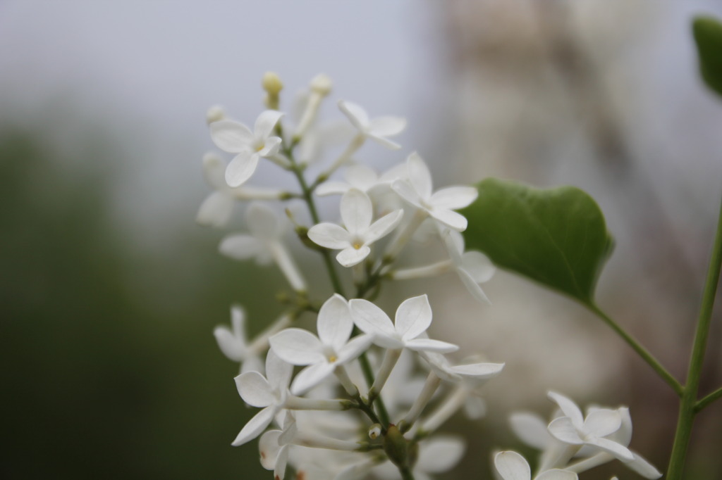 「リラの花…ライラック」白色!!