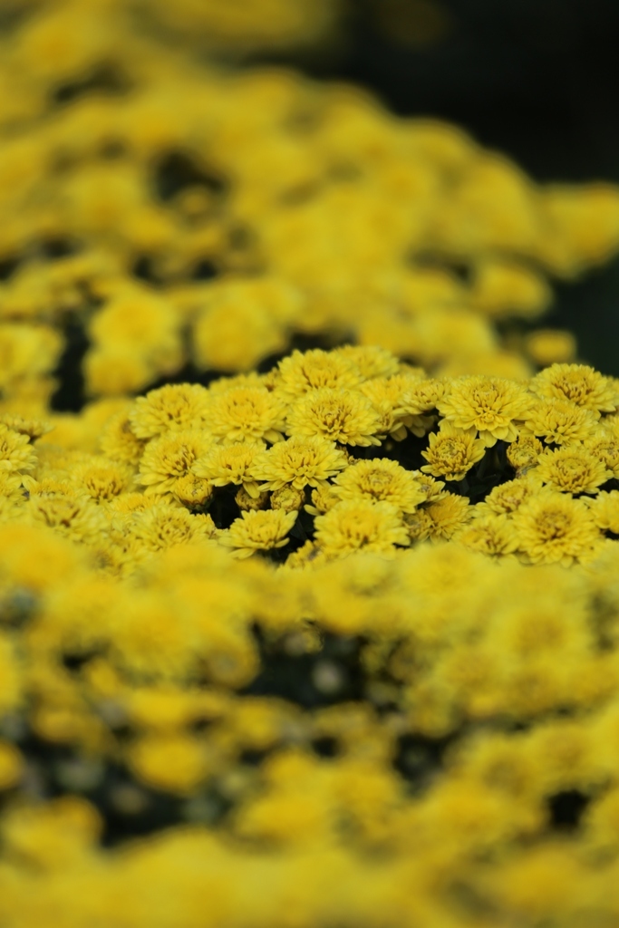 菊花展 其の十一