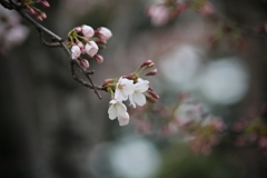 桜開花 