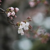 桜開花 