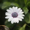 FDM50mm F3.5 S.S.C・・・①