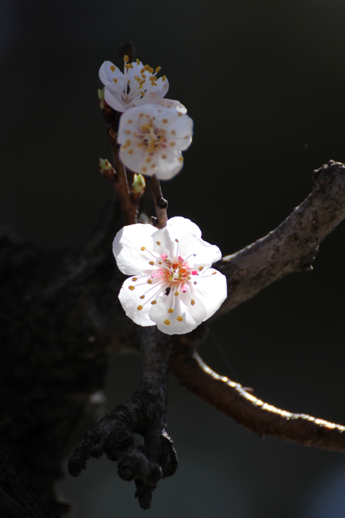 大連の桜（Ⅰ）