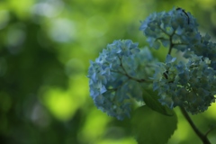 明月院 紫陽花①