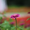 百日草・・・⑤