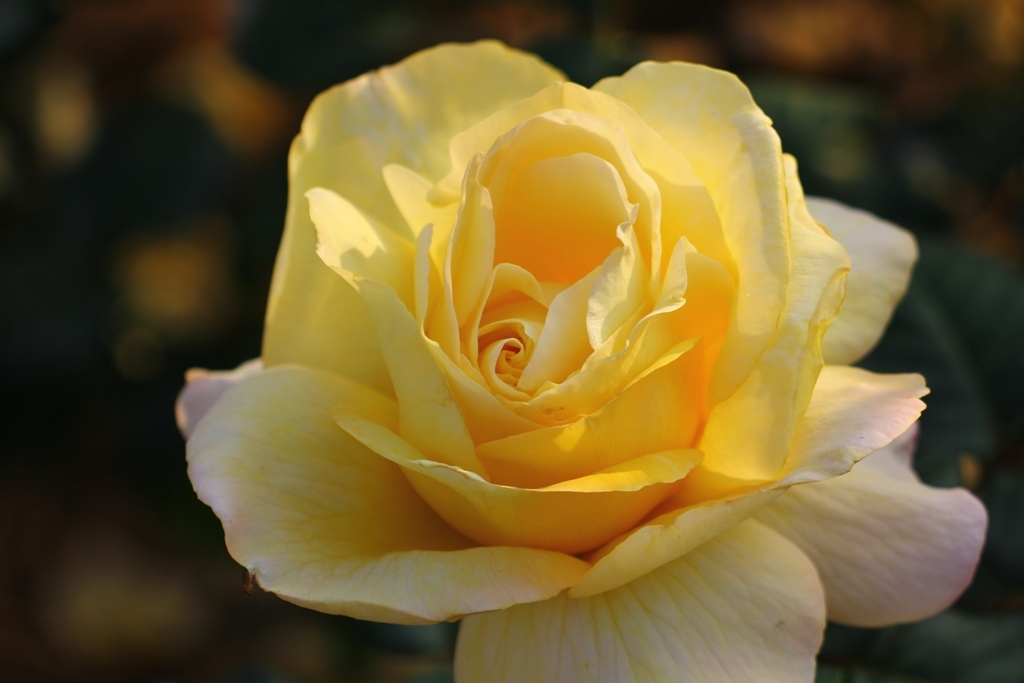 薔薇Vol.１２