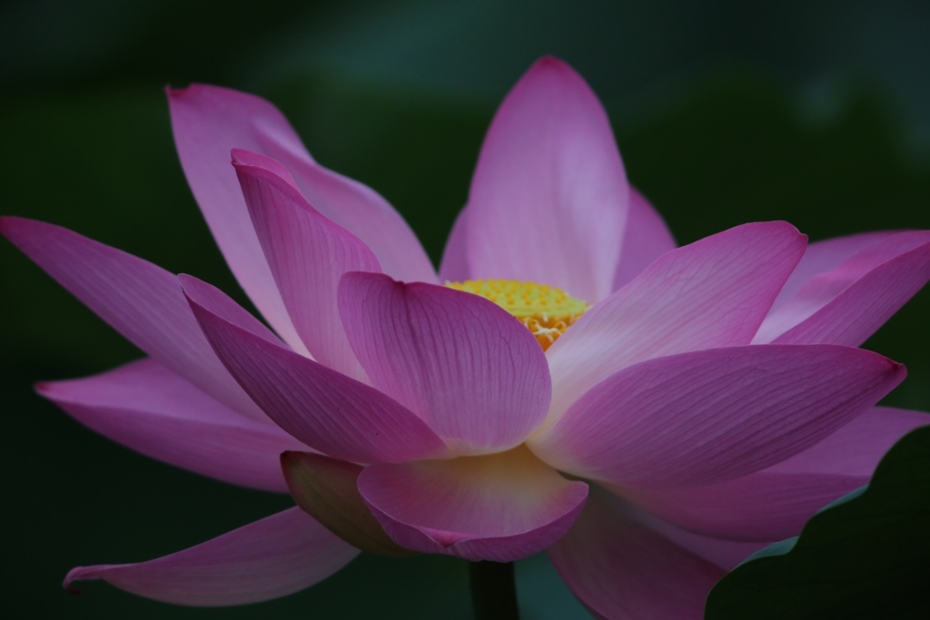 蓮・・・11