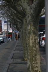 試写「街路樹」