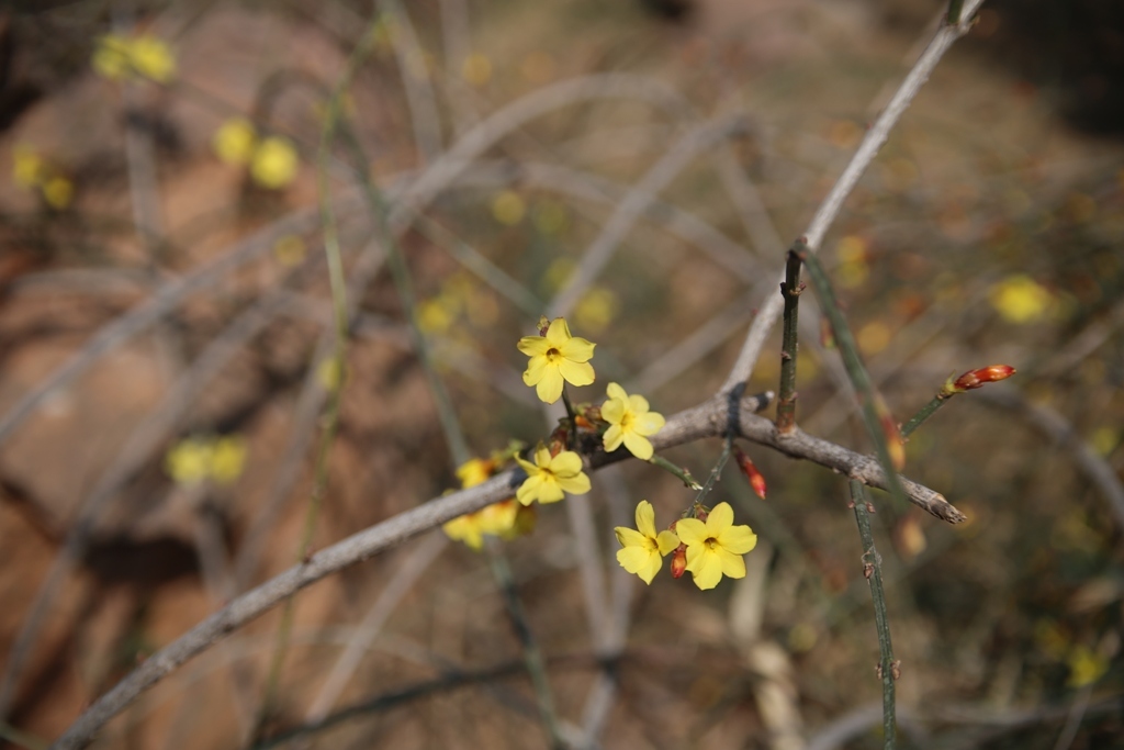 試写「迎春花」