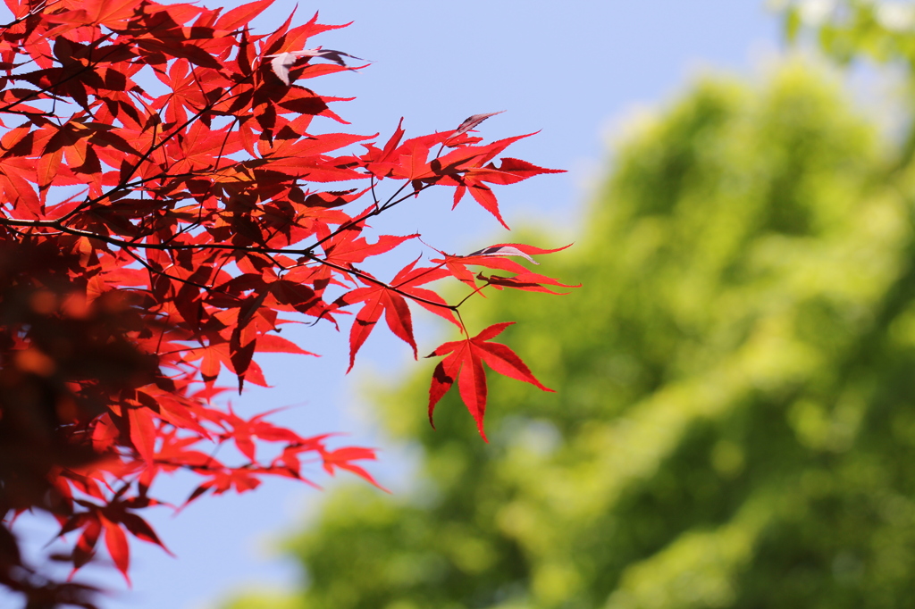 もみじ…（妻の作品）