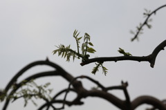 藤の新芽