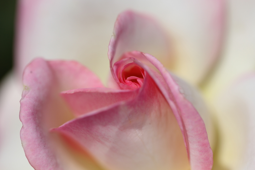 RoseⅣ