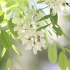 アカシアの花 其の一