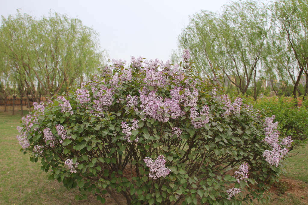 「リラの花…ライラック」全景!!