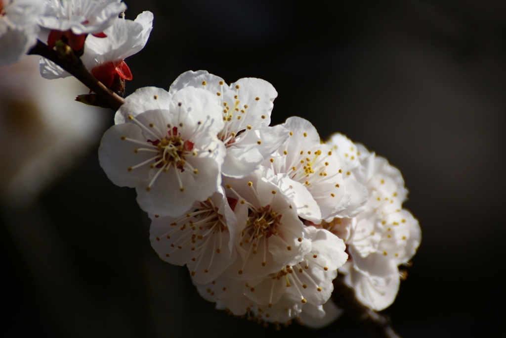 中日友好の桜 Vol.２
