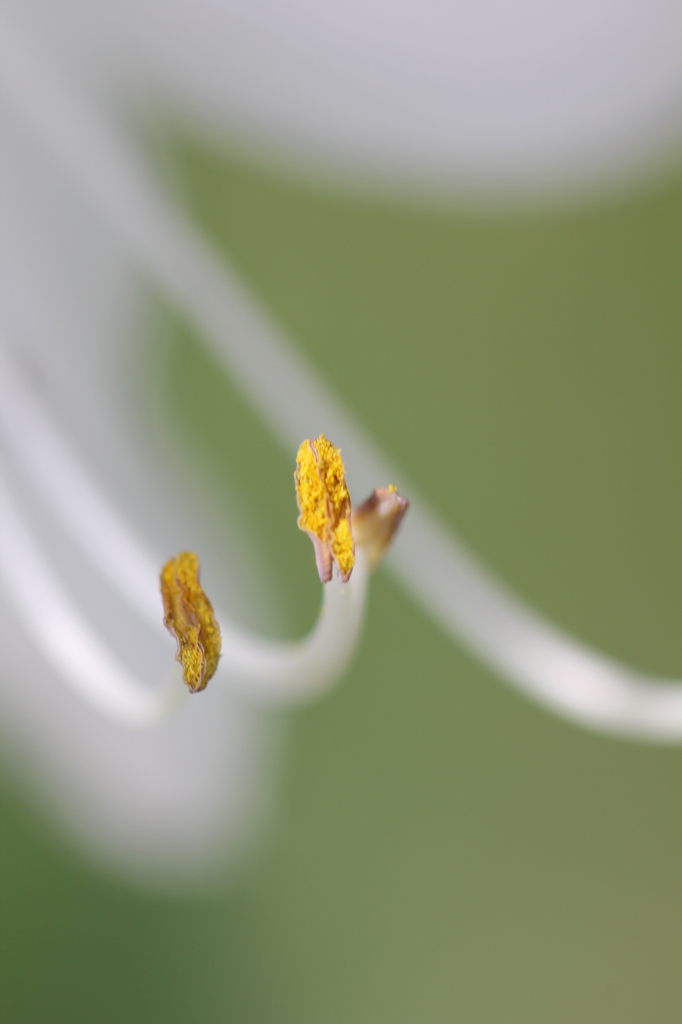 蕊
