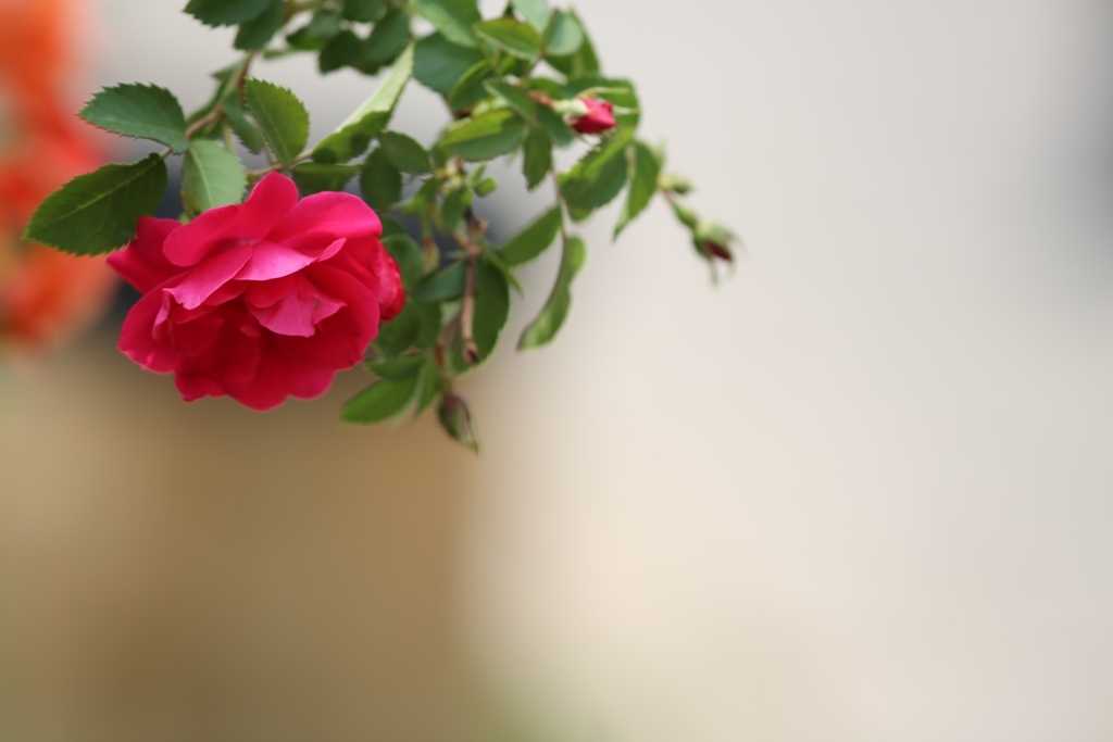 2018 薔薇 其の五