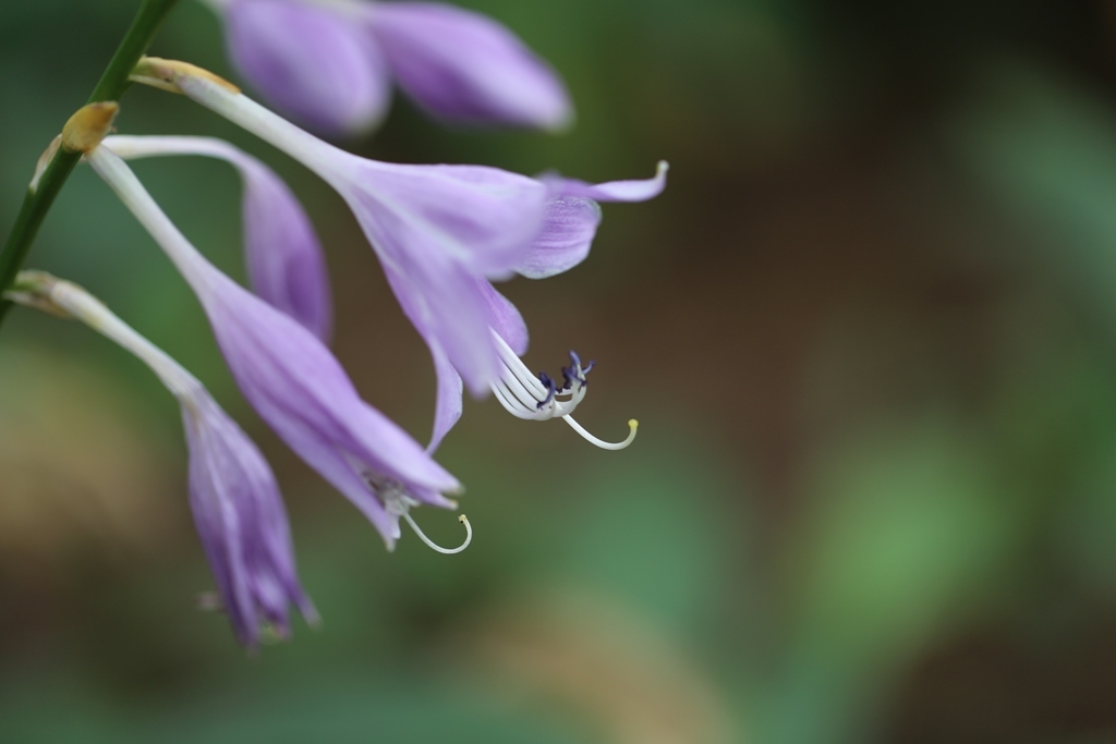 ギボウシの花・・・１