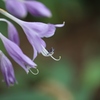 ギボウシの花・・・１