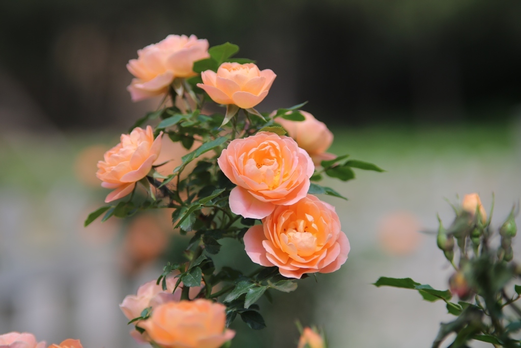 FD85mm F1.8 S.S.C. ・・・②