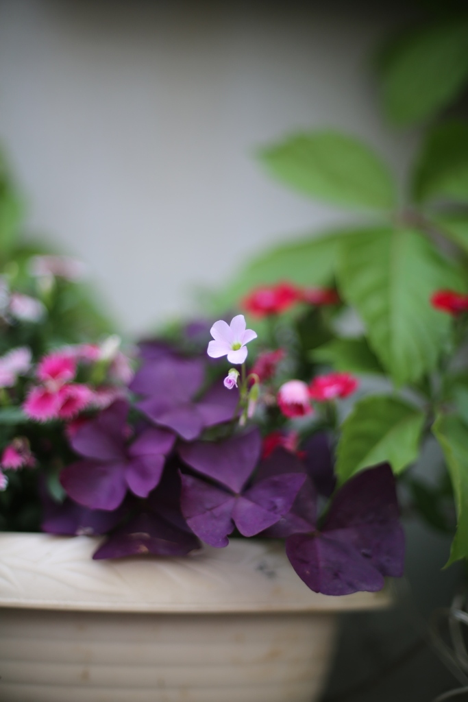 ちっちゃいお花^_^