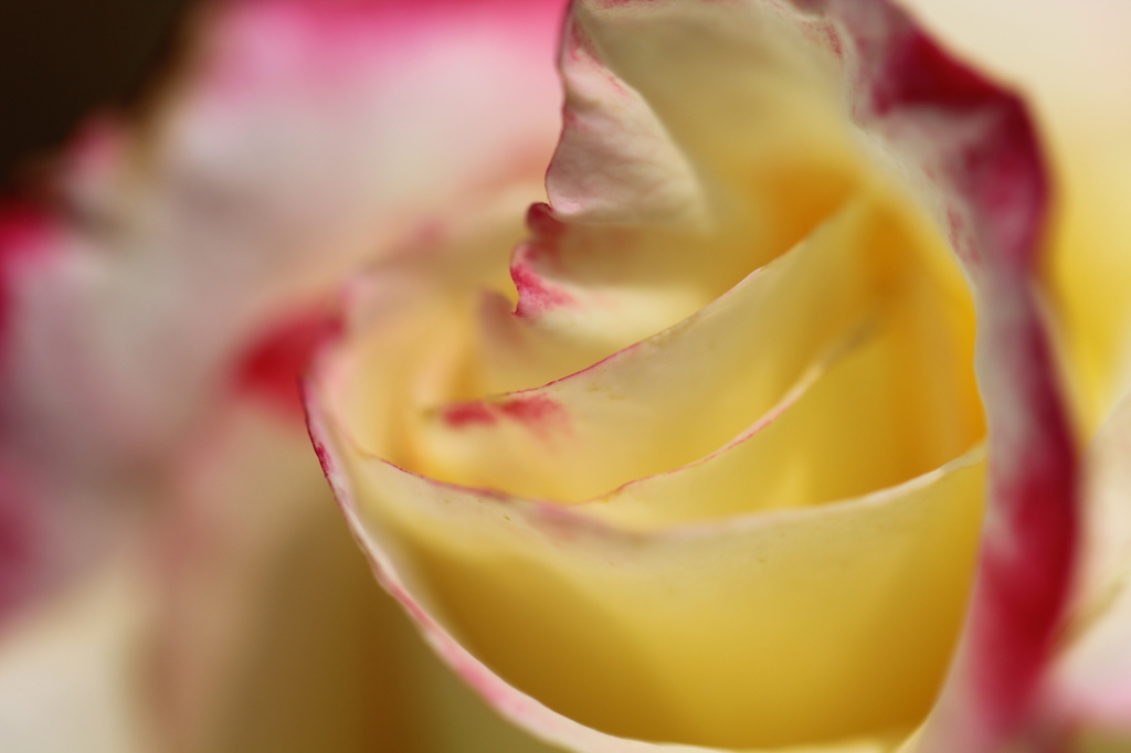 RoseⅥ
