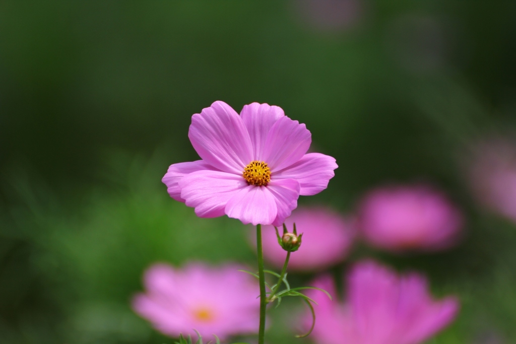 秋桜 Vol.1