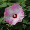 この花は・・・？