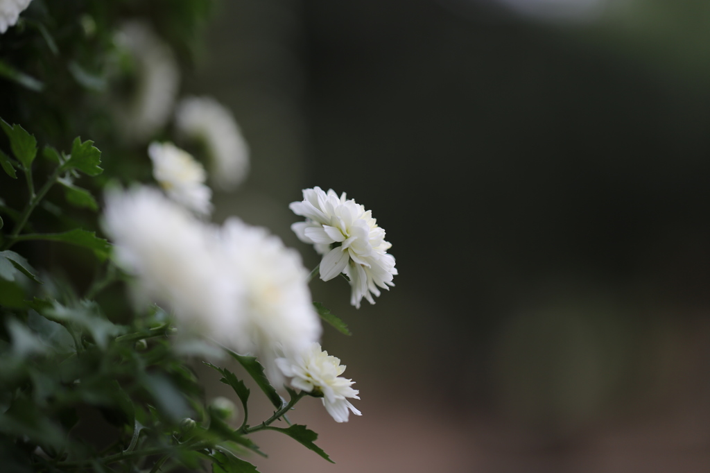 小菊・・・弐