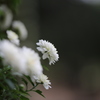 小菊・・・弐