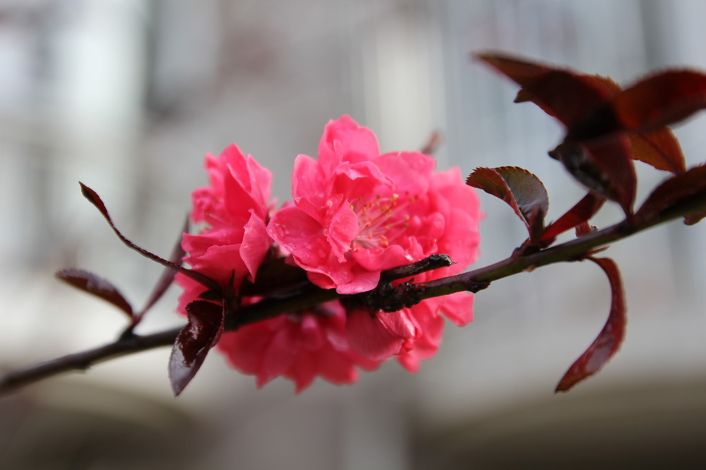 春の花々（Ⅲ）