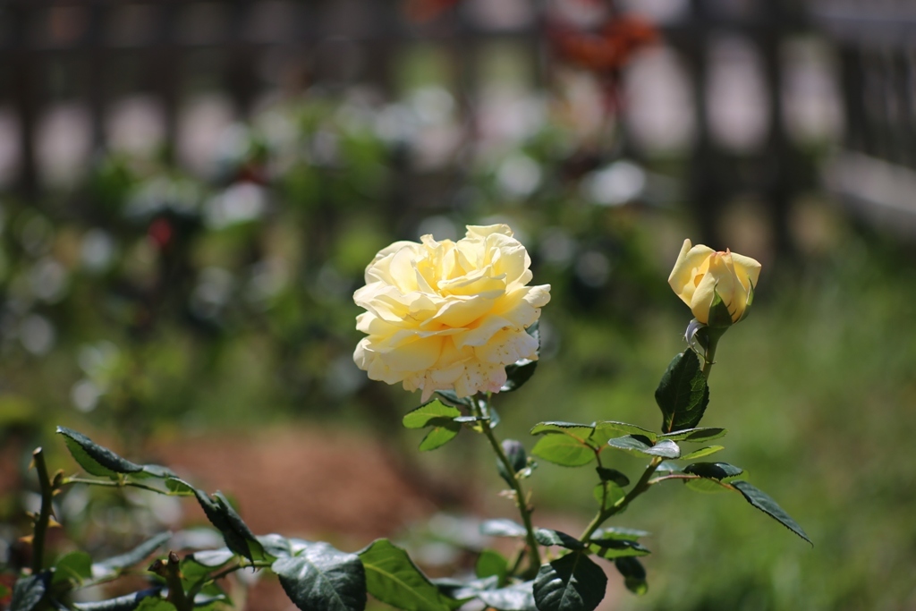 Ai NIKKOR 105mm 1:2.5・・・②