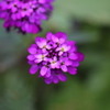 この花は？・・・第２弾