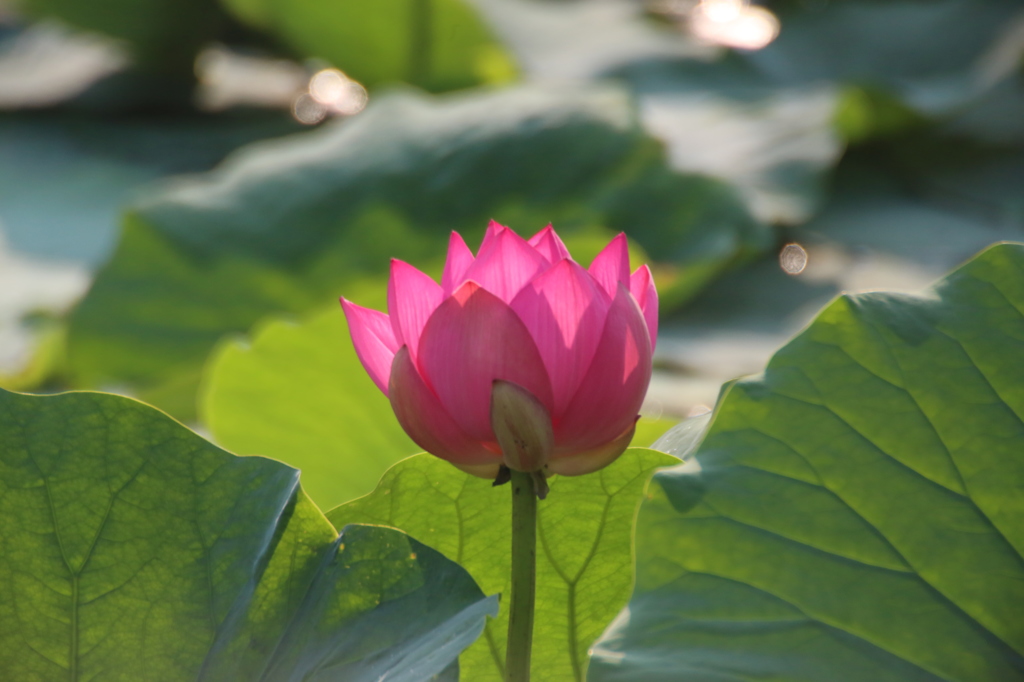 大連の蓮
