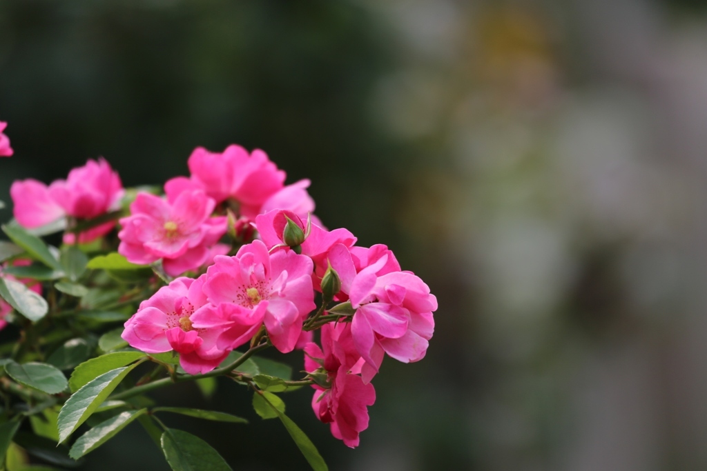 秋薔薇(^_^*)