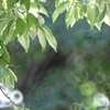 夏の日差し(^｡^)