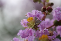 「サルスベリ」の花②