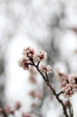 中日友好の桜