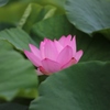 蓮・・・①