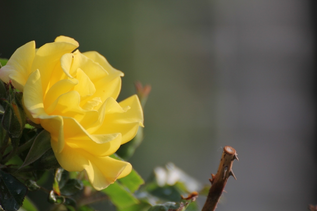 薔薇Vol.４
